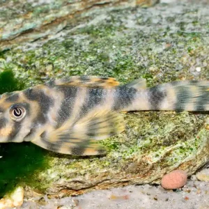 Zierbinden Zwergschilderwels (Peckoltia vittata), L 15 Solange Der Vorrat Reicht
